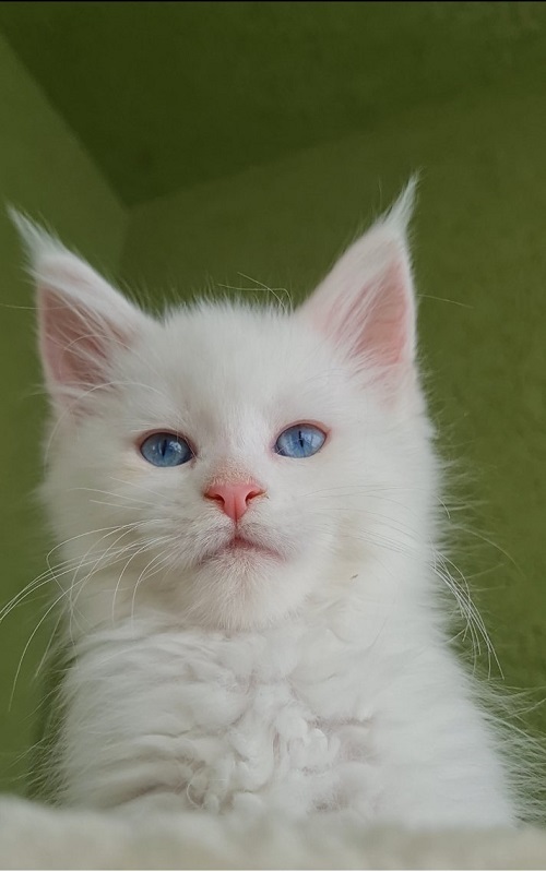 Koťata Maine Coon Koťata Maine Coon