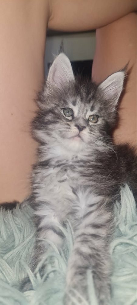 Koťata Maine Coon Koťata Maine Coon