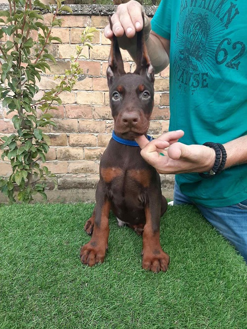 Doberman Doberman