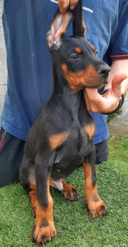 Doberman Doberman
