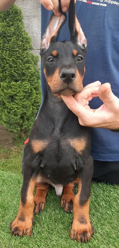 Doberman Doberman