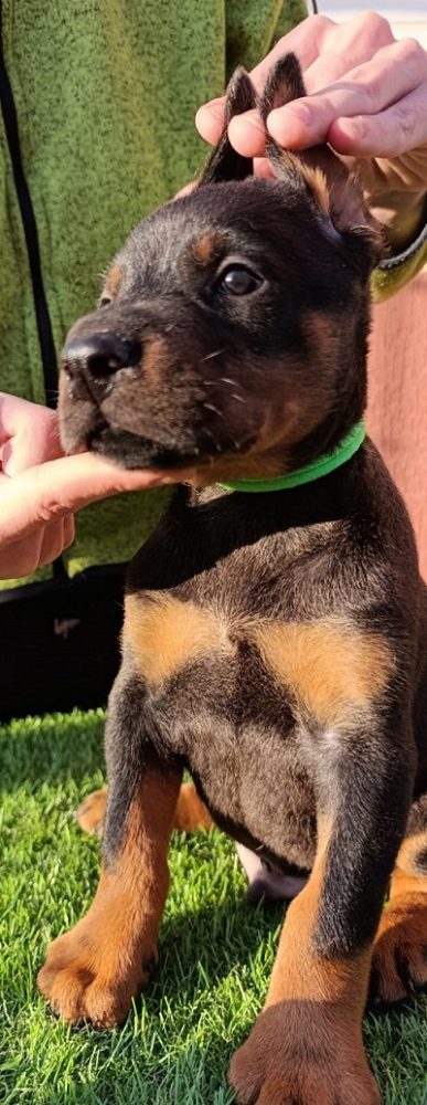 Doberman Doberman
