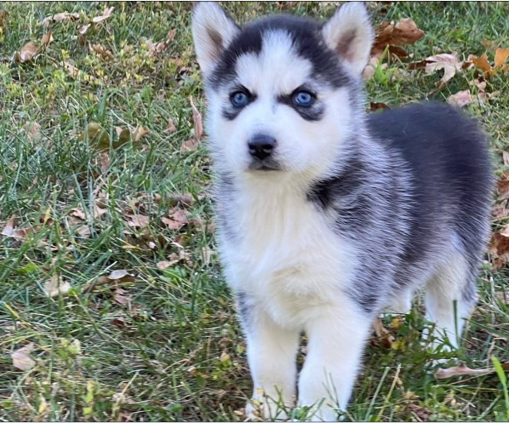 Sibiřský Husky - prodám štěňátka bez pp