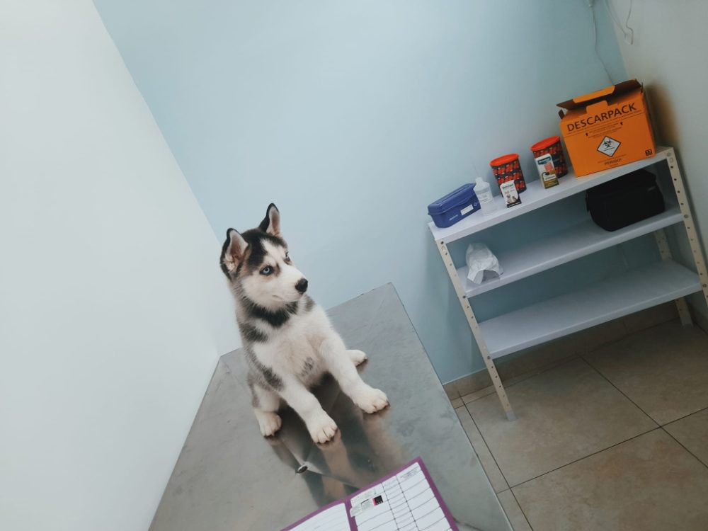 Sibiřský Husky - prodám štěňátka bez pp Sibiřský Husky - prodám štěňátka bez pp