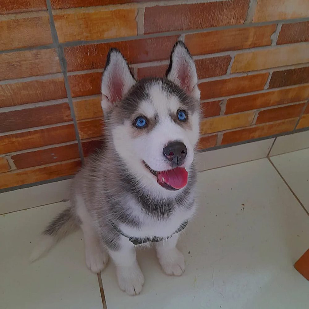 Sibiřský Husky - prodám štěňátka bez pp Sibiřský Husky - prodám štěňátka bez pp
