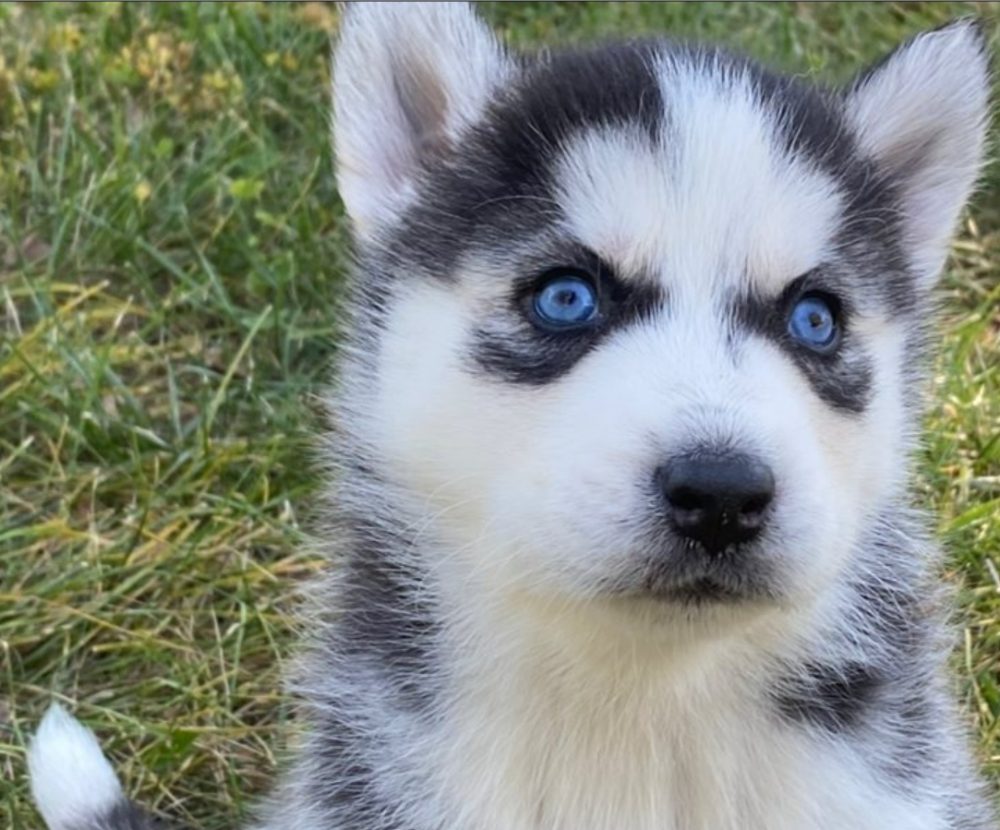 Sibiřský Husky - prodám štěňátka bez pp Sibiřský Husky - prodám štěňátka bez pp