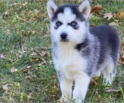Sibiřský Husky - prodám štěňátka bez pp