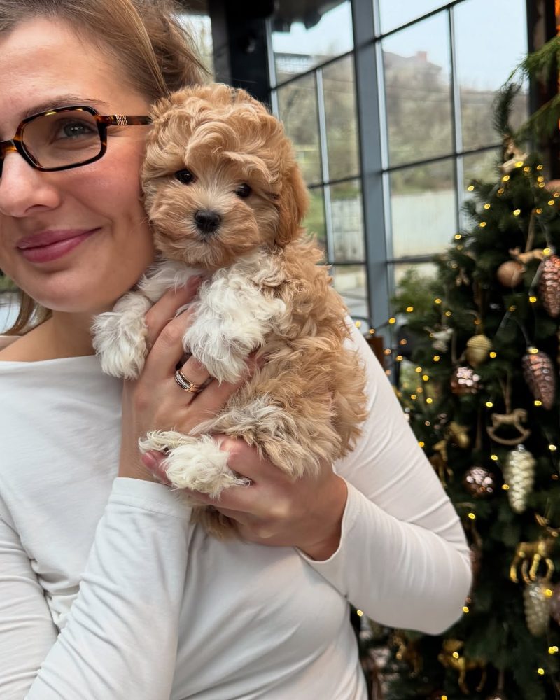 Mini Maltipoo – fotografie 2