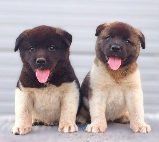 Americká akita – špičková štěňata – fotografie 2