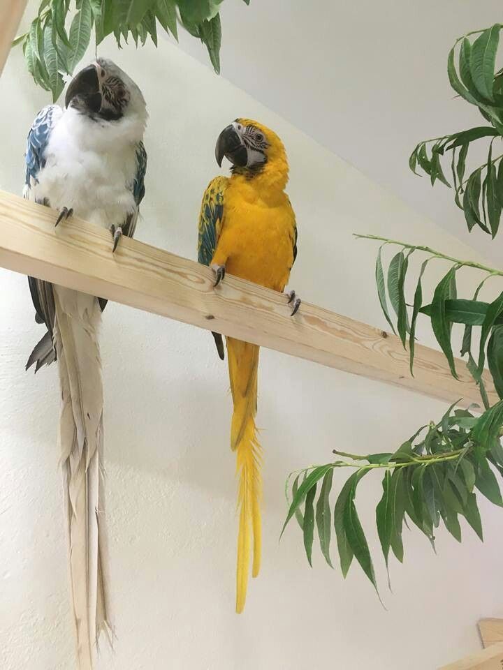 Zdarma opálové papoušky arové k adopci – fotografie 2