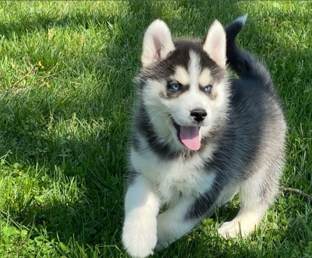 Sibiřský husky s FCI PP – fotografie 2