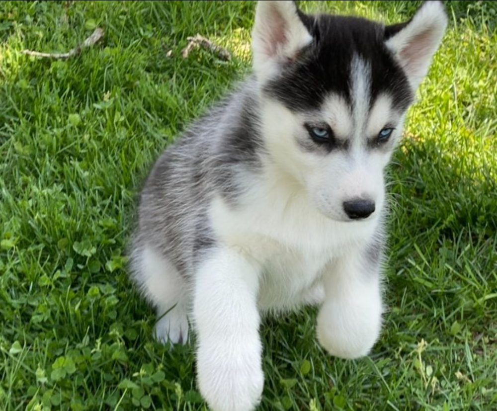 Sibiřský husky s FCI PP – fotografie 3