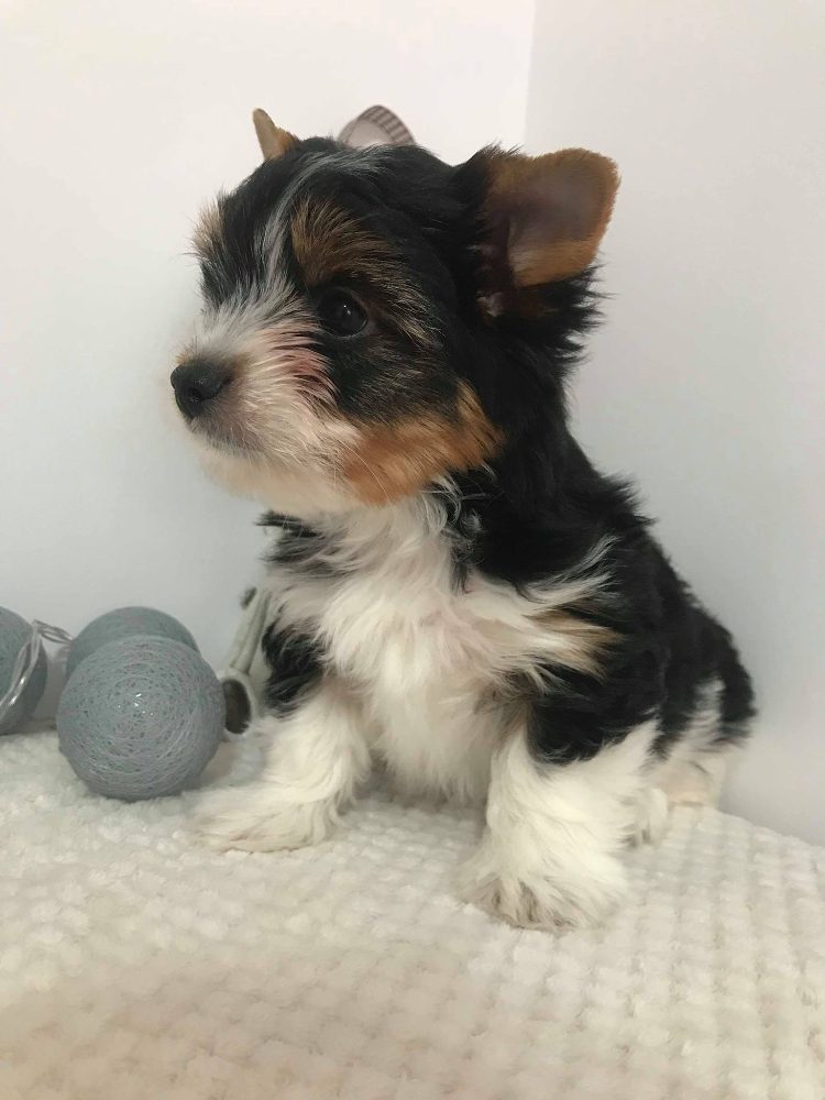 Biewer jorkshir terier – fotografie 5