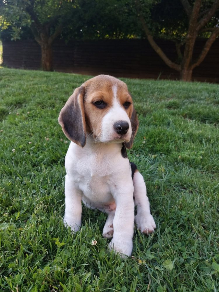 Štěňata Bígl (též beagle) s PP trikolóra – fotografie 2