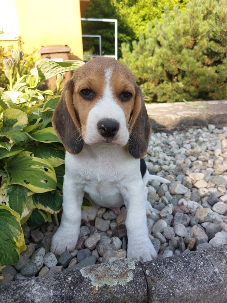 Štěňata Bígl (též beagle) s PP trikolóra – fotografie 3