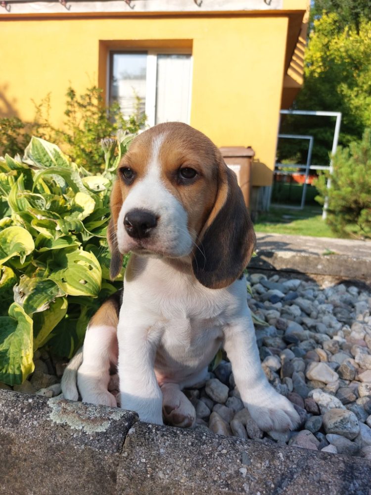 Štěňata Bígl (též beagle) s PP trikolóra – fotografie 4