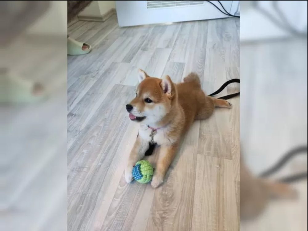Shiba Inu štěňata s PP – fotografie 2