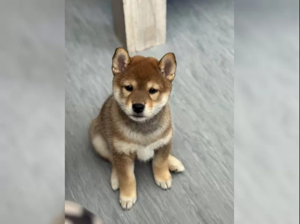 Shiba Inu štěňata s PP – fotografie 3