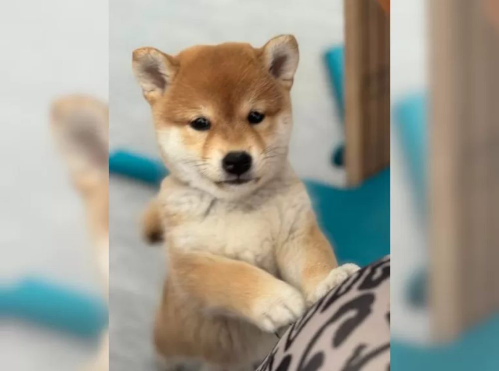 Shiba Inu štěňata s PP – fotografie 4