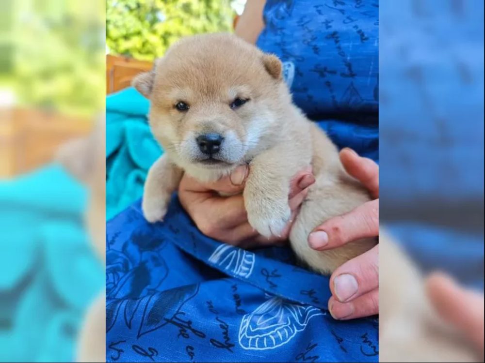 Shiba Inu štěňata s PP – fotografie 5