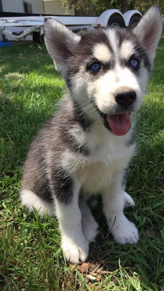 Sibiřský husky štěňátka – fotografie 2