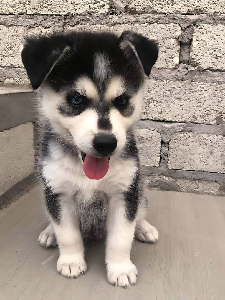 Sibiřský husky štěňátka – fotografie 3