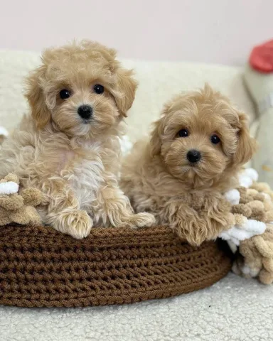 Maltipoo štěňata