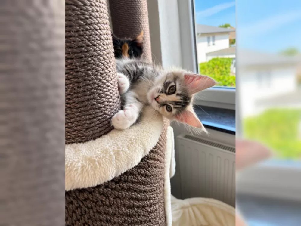 Čistokrevná mainská mývalí koťátka – fotografie 5