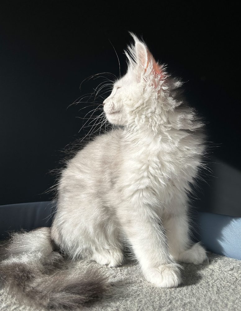 Koupit koťata Mainské mývalí – fotografie 2