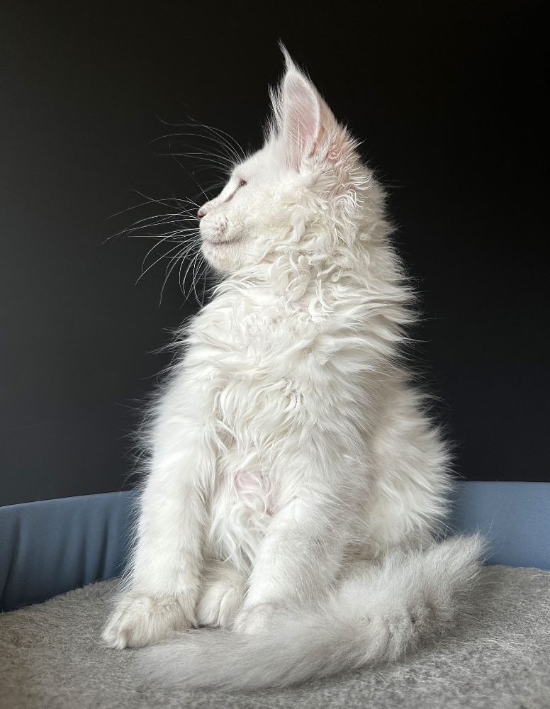 Koupit koťata Mainské mývalí – fotografie 5