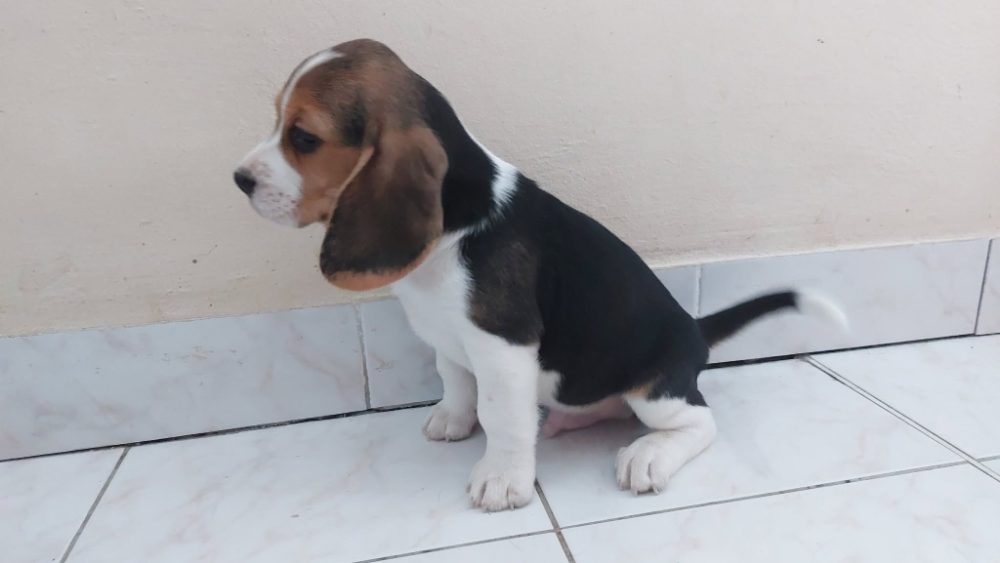 Bígl (též beagle) štěňata s PP – fotografie 2