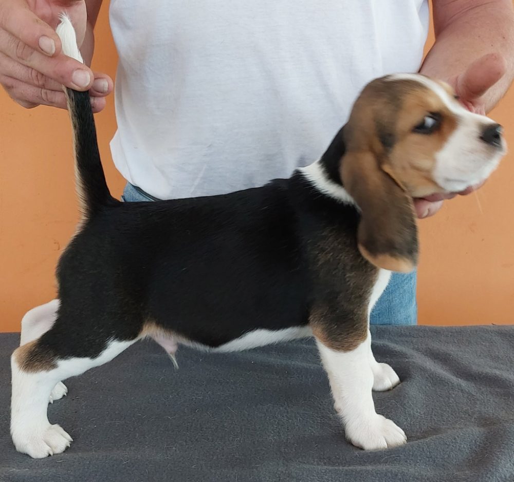Bígl (též beagle) štěňata s PP – fotografie 3