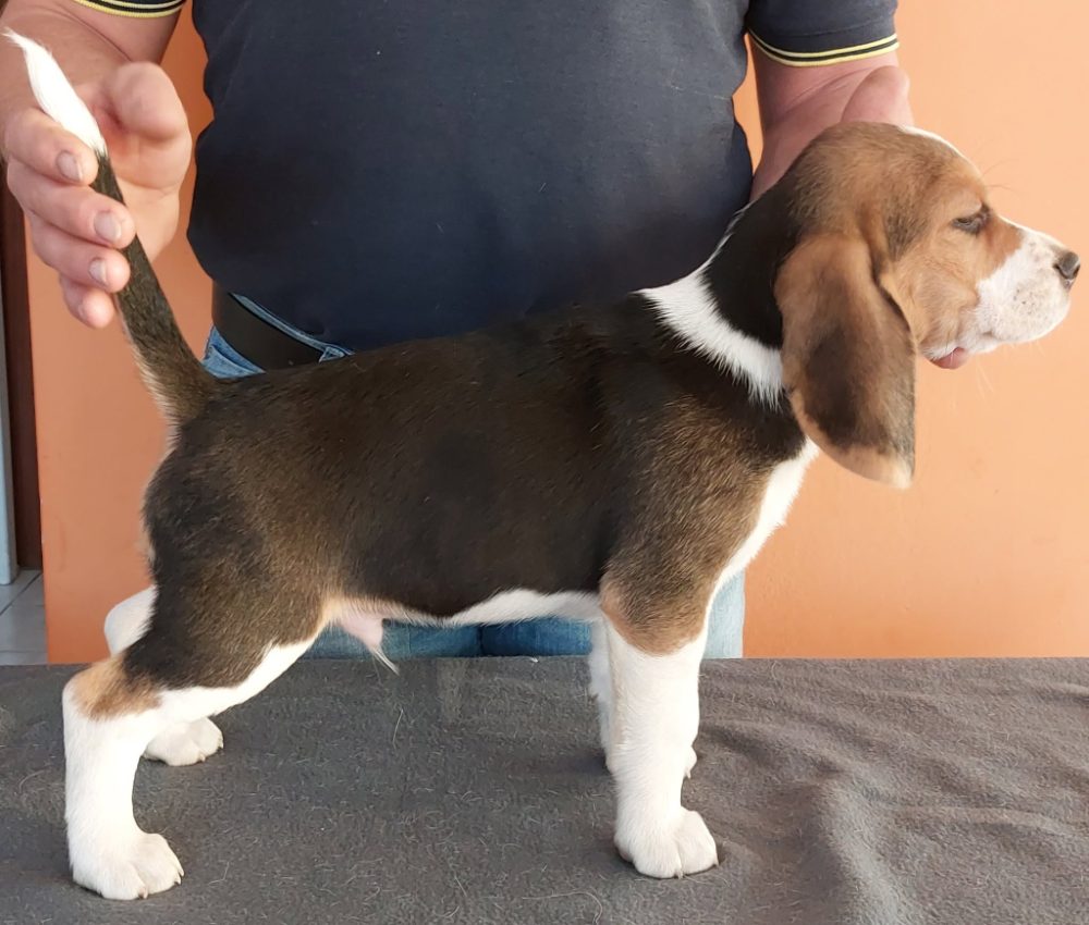 Bígl (též beagle) štěňata s PP – fotografie 4