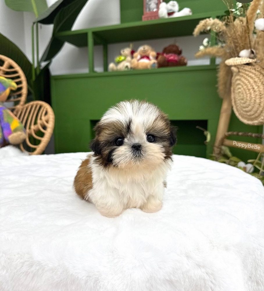 Dárek štěňátka shih tzu k adopci zdarma – fotografie 2