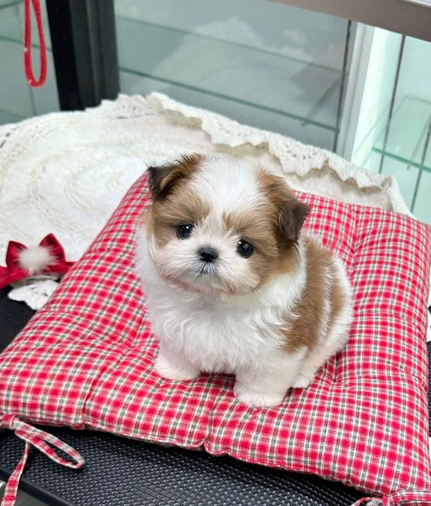 Dárek štěňátka shih tzu k adopci zdarma – fotografie 3