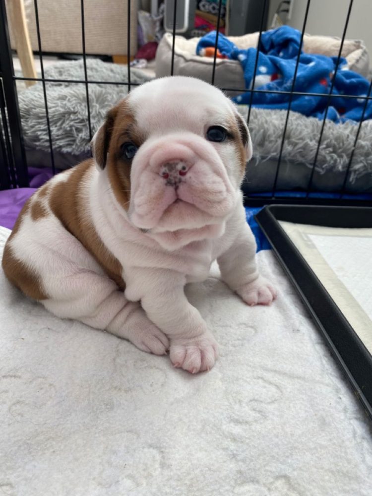 Zdarma  dárek štěňata anglického buldoka k adopci – fotografie 2