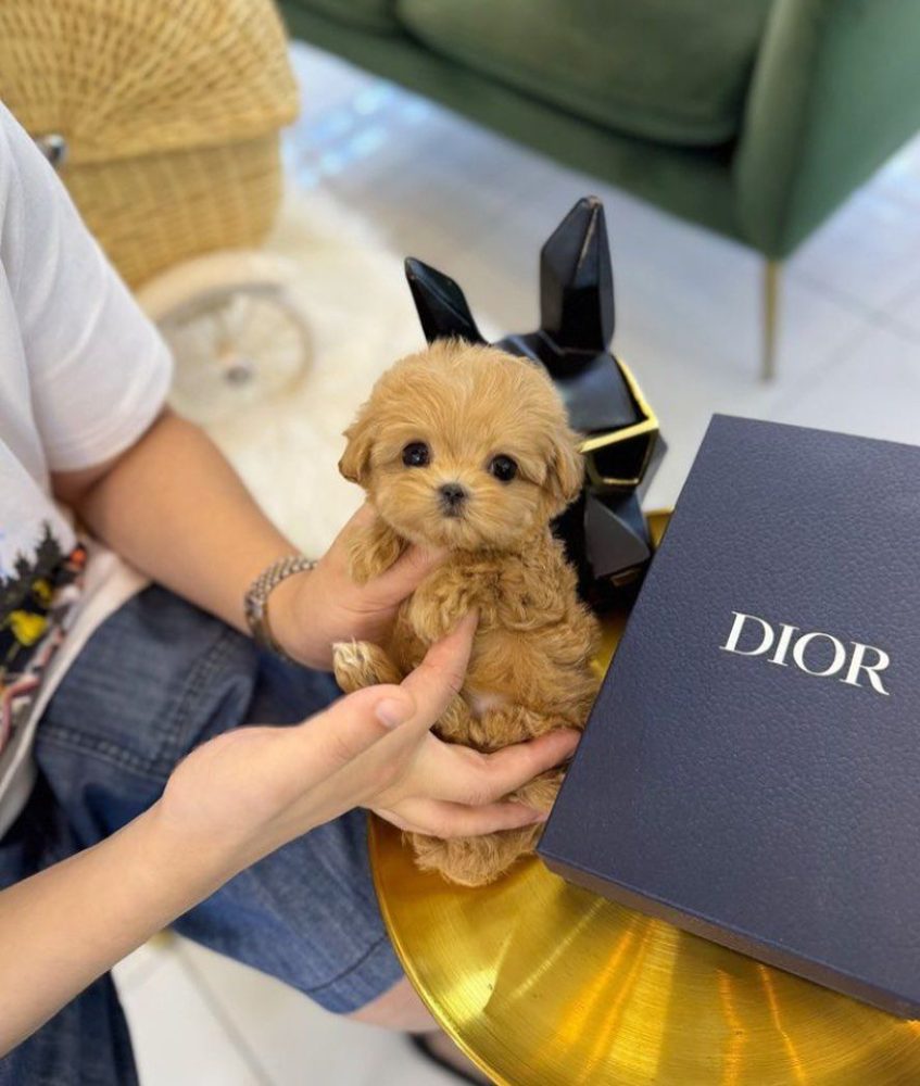 Dárek zdarma krásná štěňátka pudl k adopci zdarma – fotografie 2