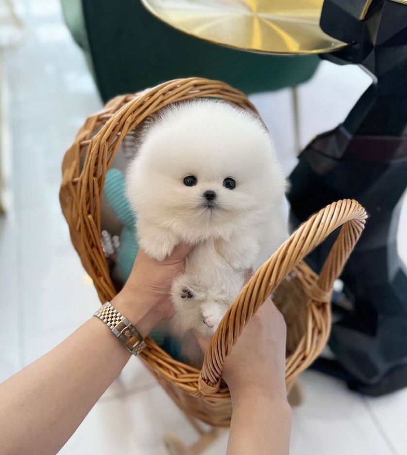 Rozkošná bezplatná štěňata pomeranianů na dárek – fotografie 2