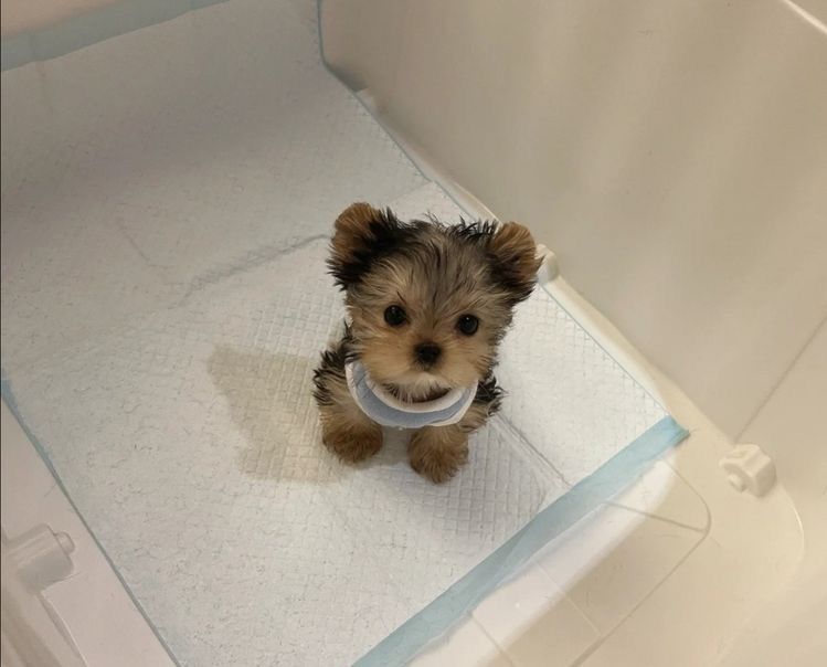 Dárek zdarma Dvě štěňata Yorkie k adopci zdarma – fotografie 2