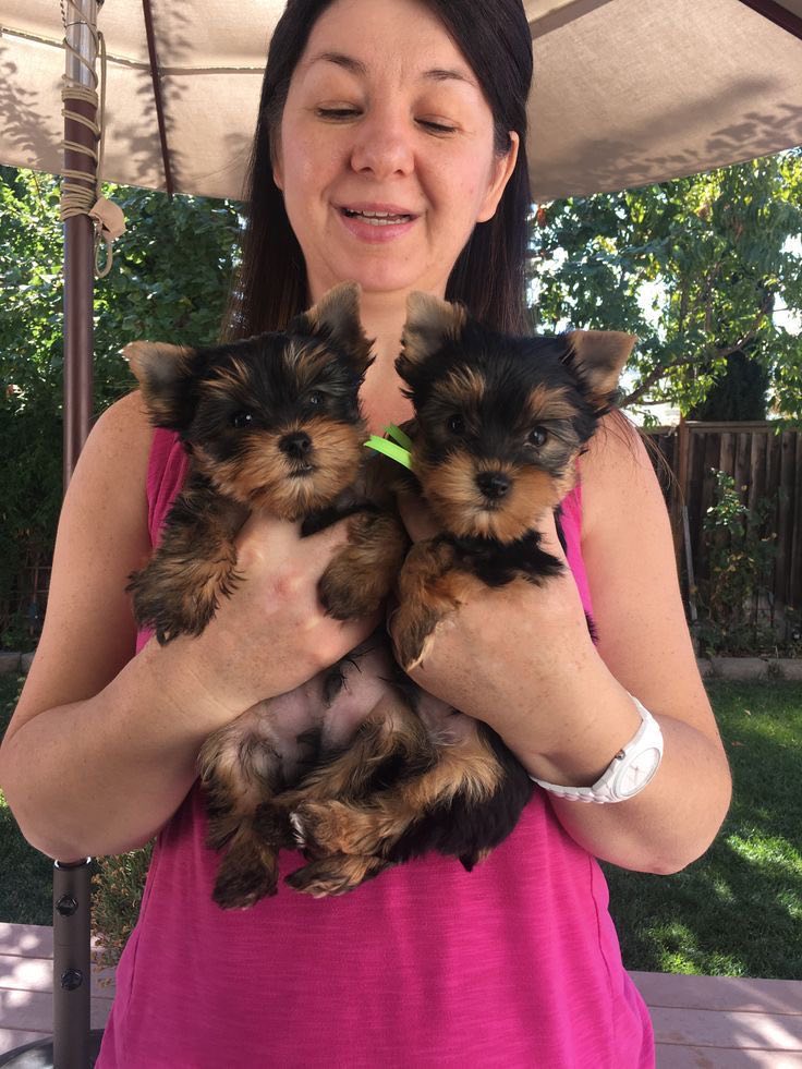 Dárek zdarma Dvě štěňata Yorkie k adopci zdarma – fotografie 3