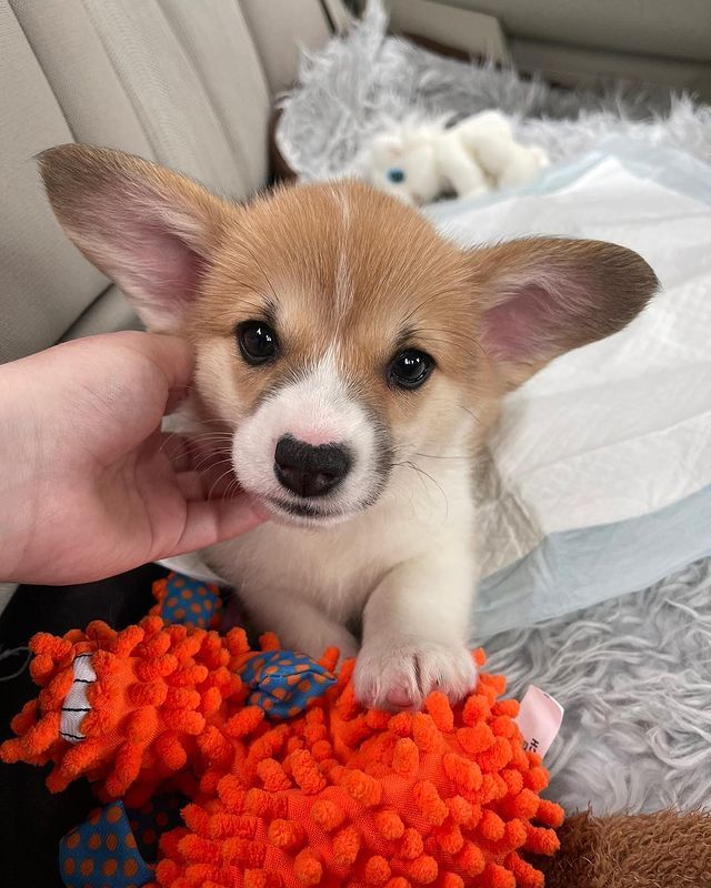 Dárek štěně welsh corgi k adopci zdarma – fotografie 2