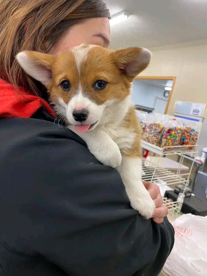 Dárek štěně welsh corgi k adopci zdarma – fotografie 3