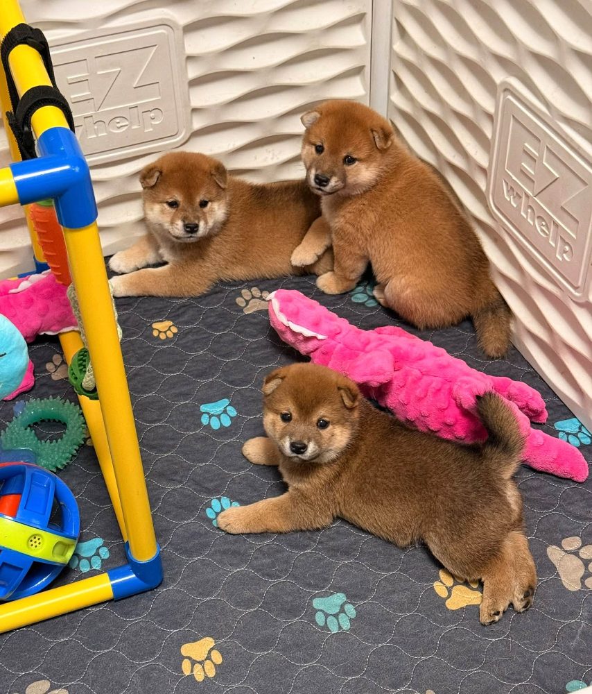 Prodám shiba inu s PP – fotografie 2