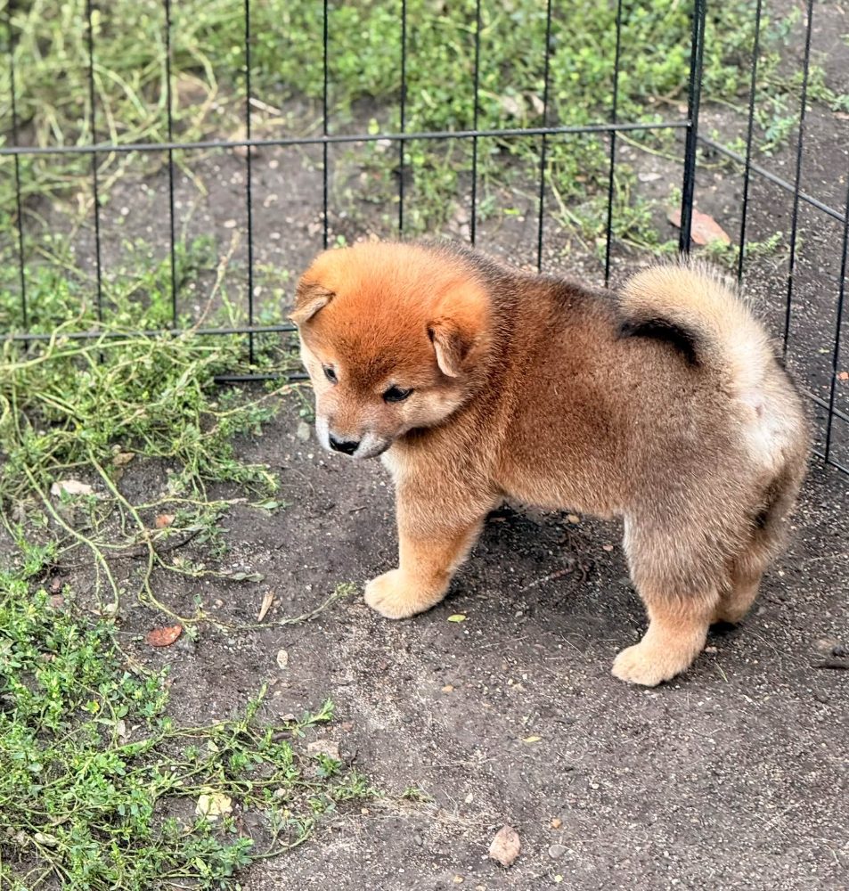 Prodám shiba inu s PP – fotografie 3