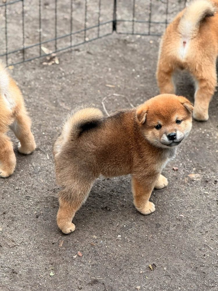 Prodám shiba inu s PP – fotografie 4