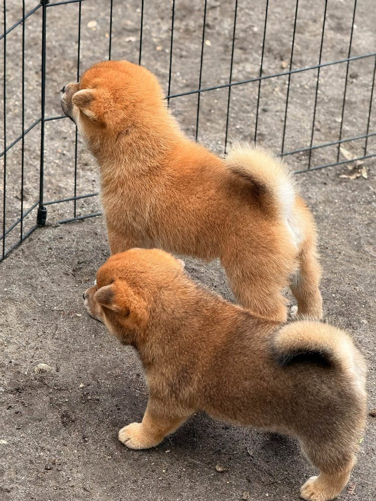 Prodám shiba inu s PP – fotografie 5