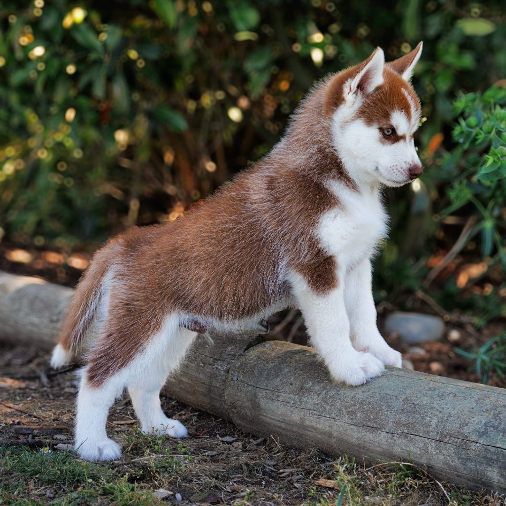 sibiřský husky štěňata na prodej – fotografie 2