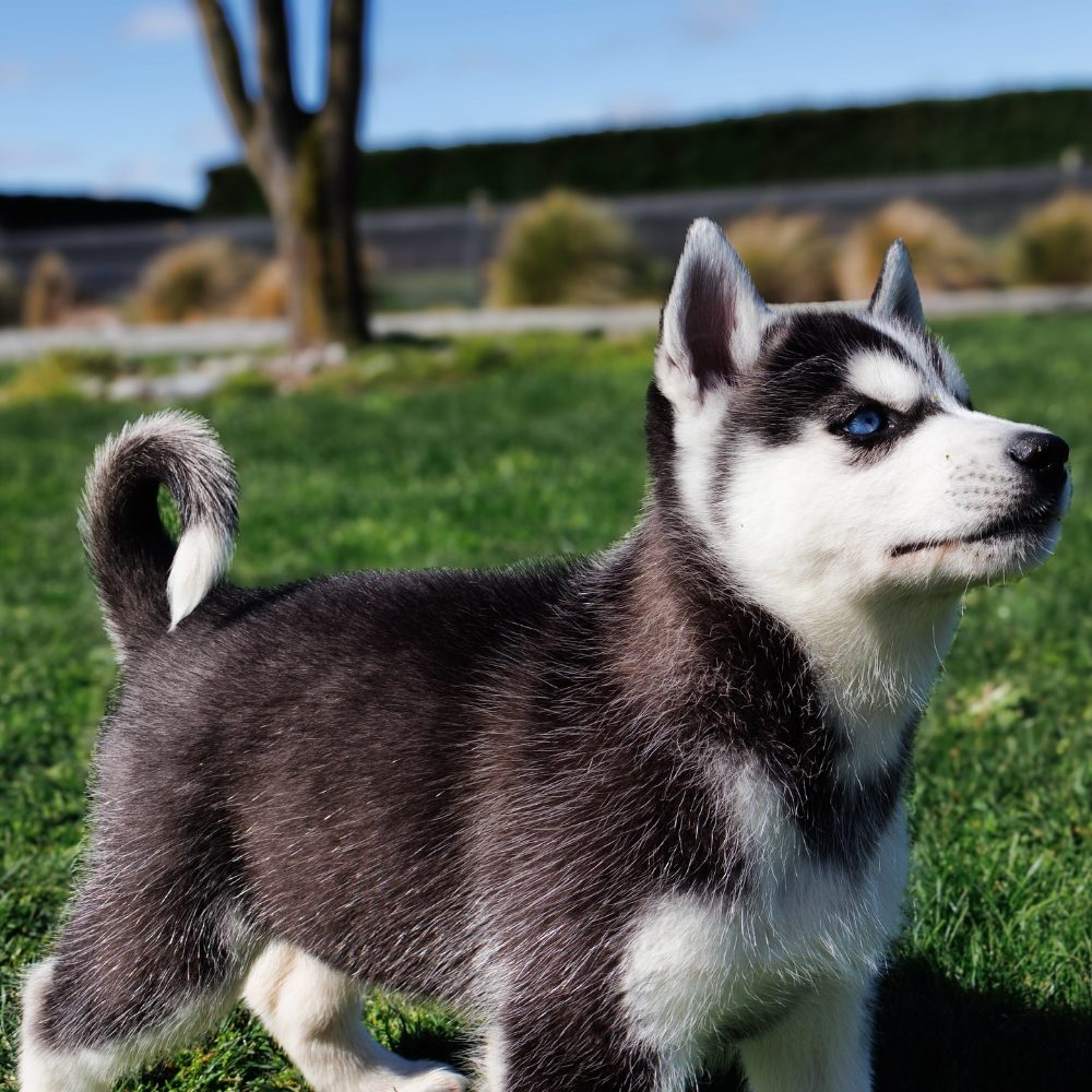 sibiřský husky štěňata na prodej – fotografie 3