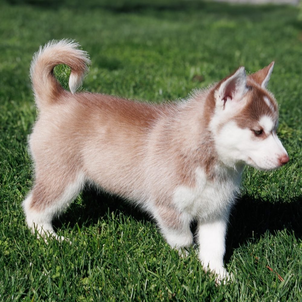 sibiřský husky štěňata na prodej – fotografie 4