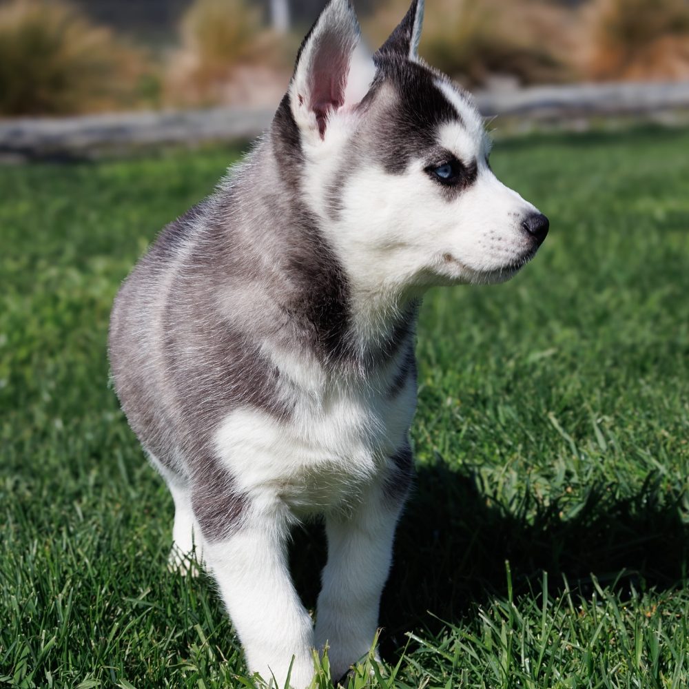 sibiřský husky štěňata na prodej – fotografie 5